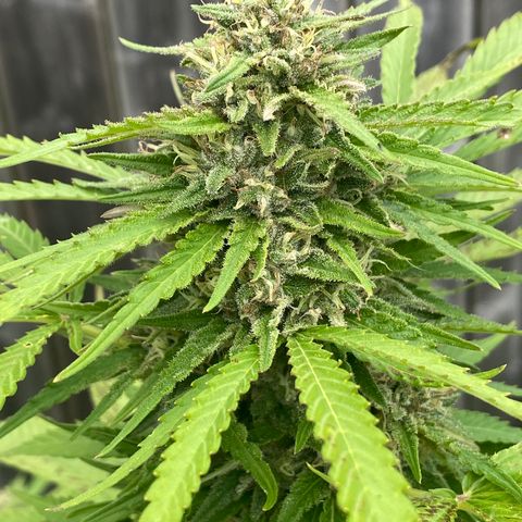 Fucking Increadible-1 growlog timeline photo