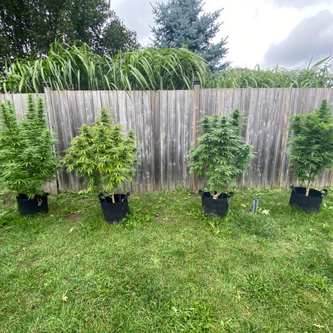 Fucking Increadible-1 growlog timeline photo