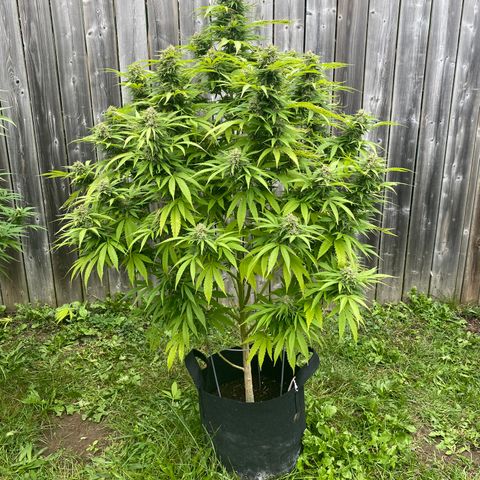 Fucking Increadible-1 growlog timeline photo