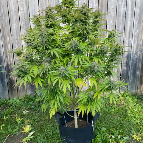 Fucking Increadible-1 growlog timeline photo