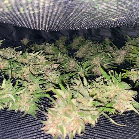 Fucking Increadible-1 growlog timeline photo