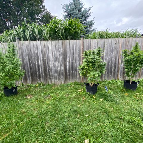 Fucking Increadible-1 growlog timeline photo