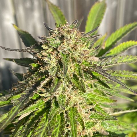 Fucking Increadible-1 growlog timeline photo
