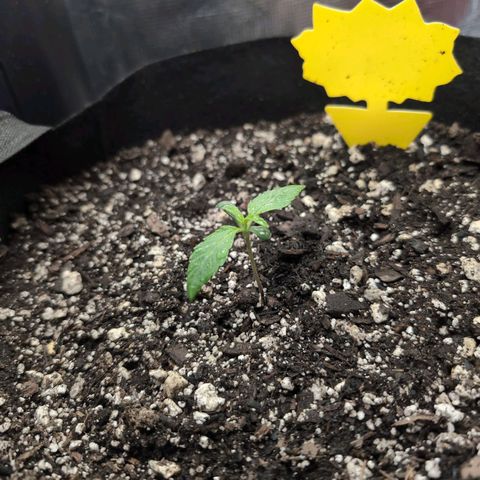 TRIKS by Twenty20 growlog timeline photo