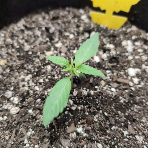 TRIKS by Twenty20 growlog timeline photo