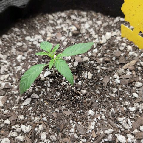 TRIKS by Twenty20 growlog timeline photo