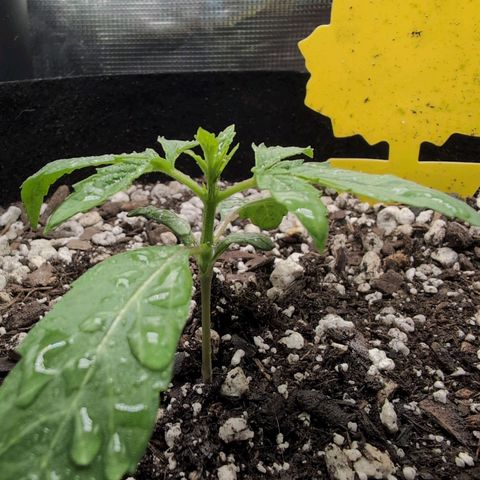 TRIKS by Twenty20 growlog timeline photo