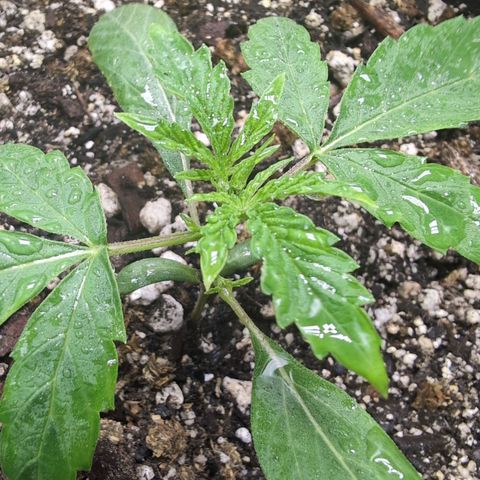 TRIKS by Twenty20 growlog timeline photo