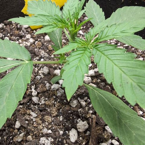 TRIKS by Twenty20 growlog timeline photo