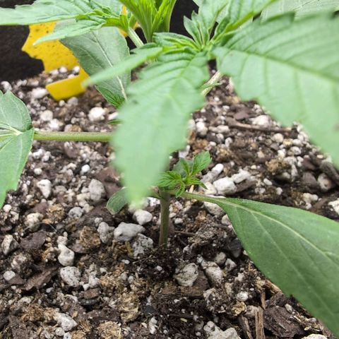 TRIKS by Twenty20 growlog timeline photo