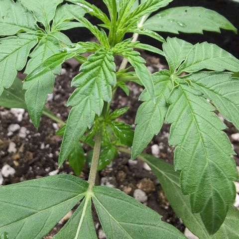 TRIKS by Twenty20 growlog timeline photo