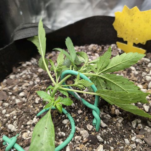 TRIKS by Twenty20 growlog timeline photo