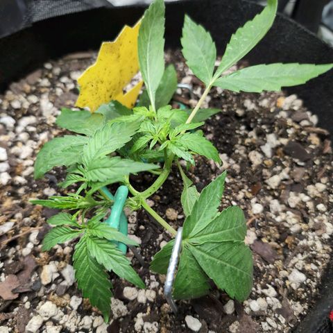 TRIKS by Twenty20 growlog timeline photo