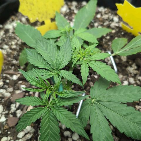 TRIKS by Twenty20 growlog timeline photo
