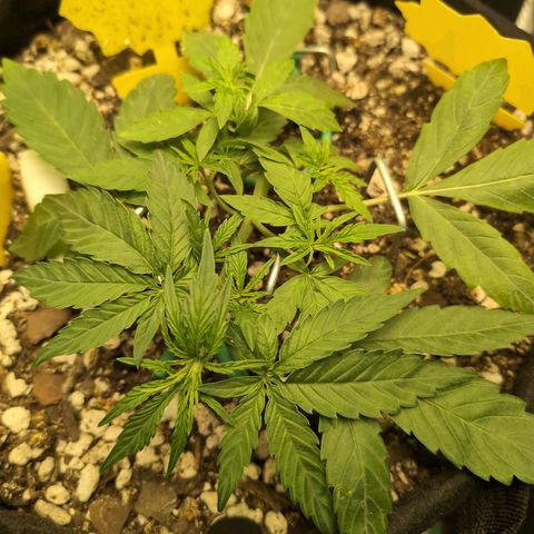 TRIKS by Twenty20 growlog timeline photo