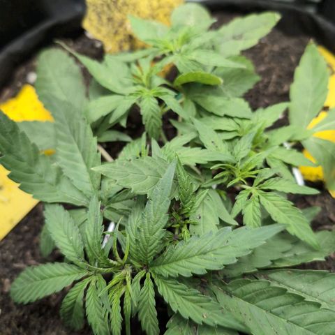 TRIKS by Twenty20 growlog timeline photo