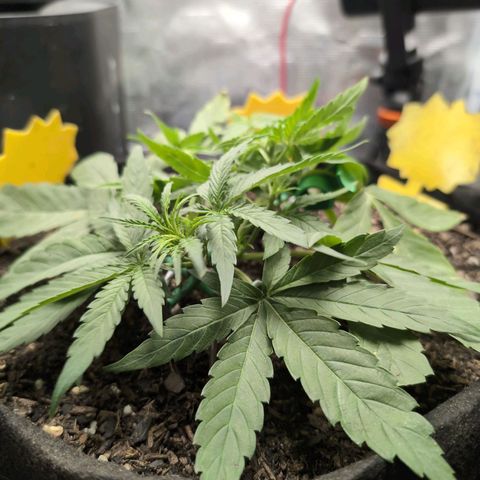 TRIKS by Twenty20 growlog timeline photo