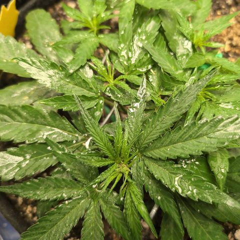 TRIKS by Twenty20 growlog timeline photo
