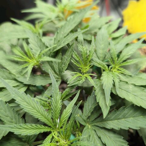 TRIKS by Twenty20 growlog timeline photo