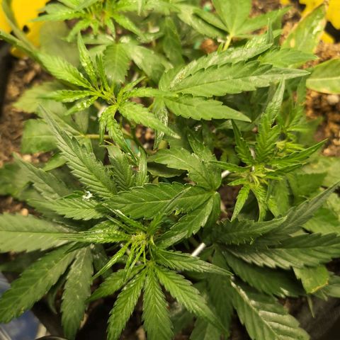 TRIKS by Twenty20 growlog timeline photo