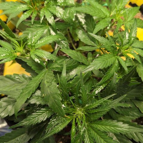 TRIKS by Twenty20 growlog timeline photo