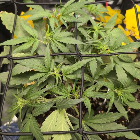 TRIKS by Twenty20 growlog timeline photo