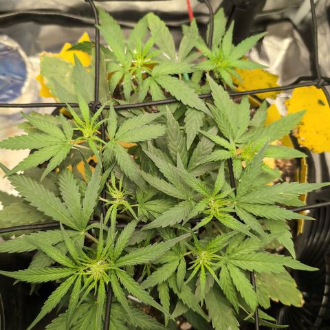 TRIKS by Twenty20 growlog timeline photo