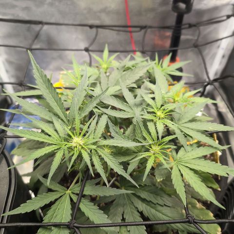 TRIKS by Twenty20 growlog timeline photo