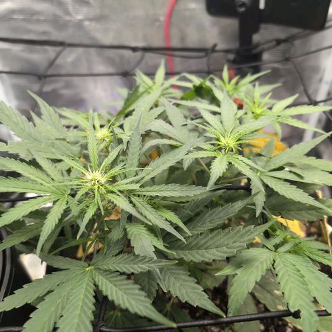 TRIKS by Twenty20 growlog timeline photo