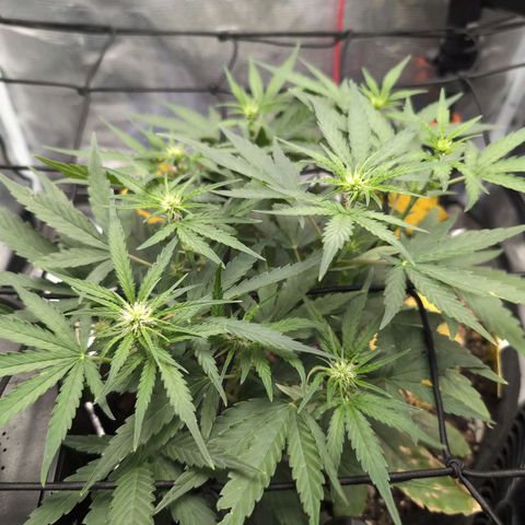 TRIKS by Twenty20 growlog timeline photo