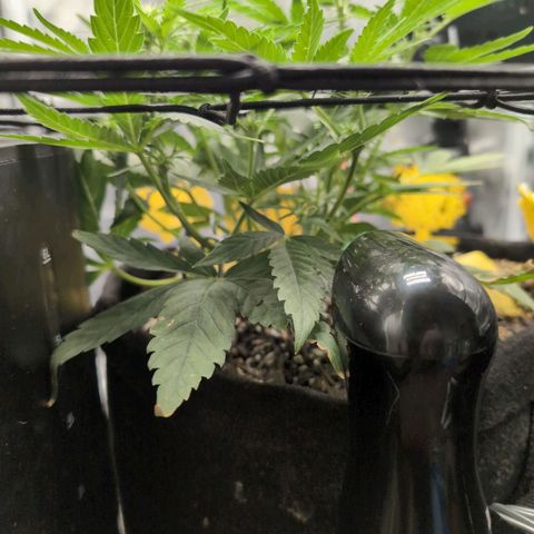 TRIKS by Twenty20 growlog timeline photo