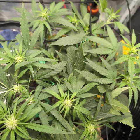 TRIKS by Twenty20 growlog timeline photo