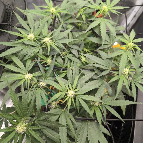 TRIKS by Twenty20 growlog timeline photo