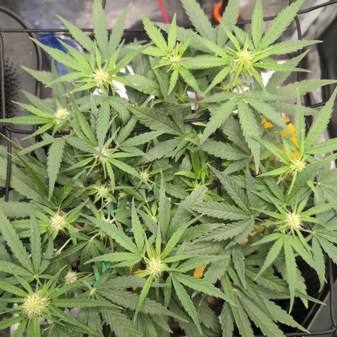 TRIKS by Twenty20 growlog timeline photo