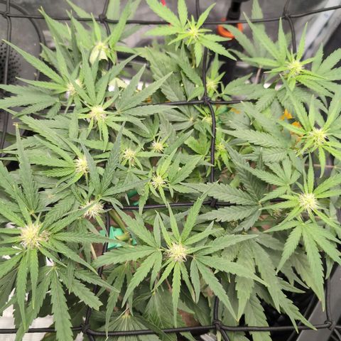 TRIKS by Twenty20 growlog timeline photo