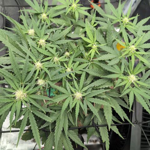 TRIKS by Twenty20 growlog timeline photo