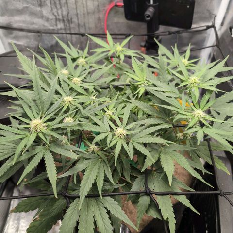 TRIKS by Twenty20 growlog timeline photo