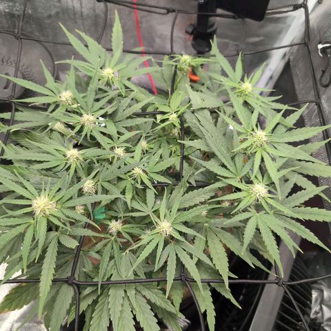 TRIKS by Twenty20 growlog timeline photo