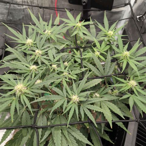 TRIKS by Twenty20 growlog timeline photo