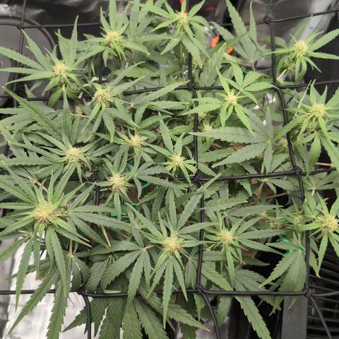 TRIKS by Twenty20 growlog timeline photo