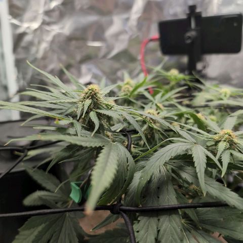 TRIKS by Twenty20 growlog timeline photo