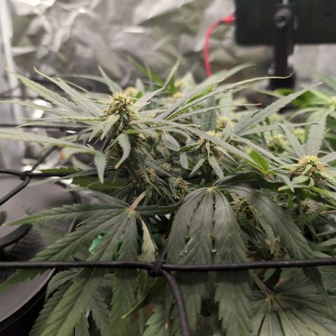 TRIKS by Twenty20 growlog timeline photo