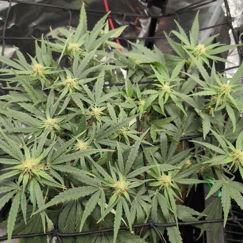 TRIKS by Twenty20 growlog timeline photo