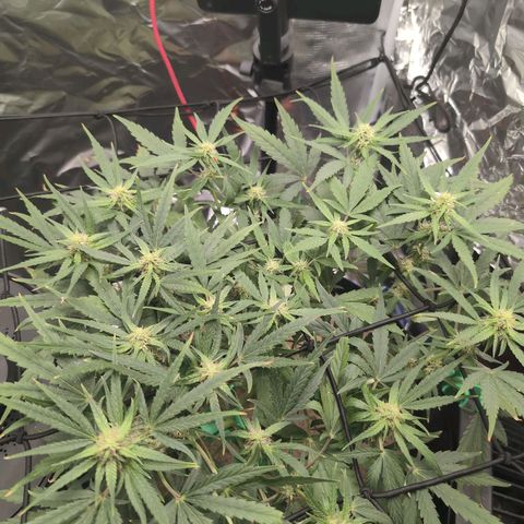 TRIKS by Twenty20 growlog timeline photo