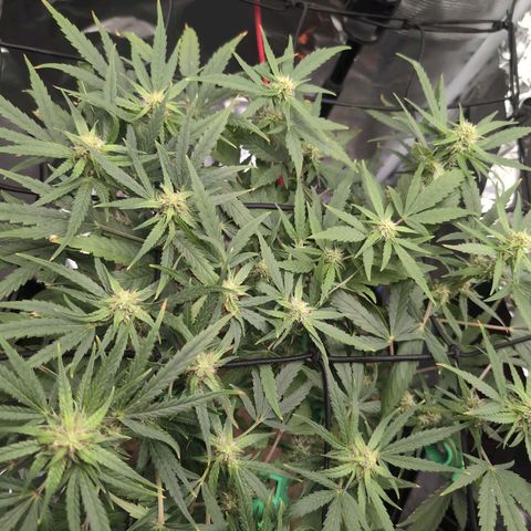 TRIKS by Twenty20 growlog timeline photo