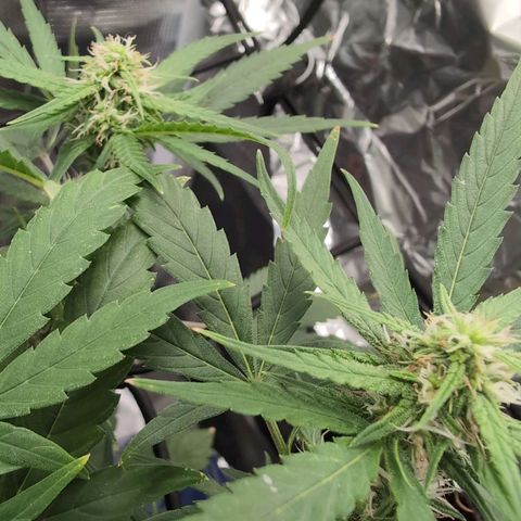 TRIKS by Twenty20 growlog timeline photo
