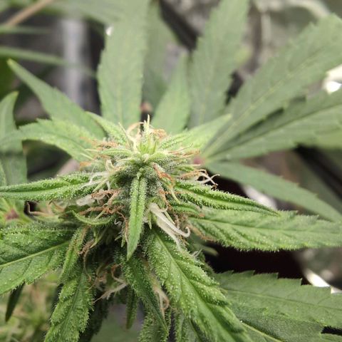 TRIKS by Twenty20 growlog timeline photo