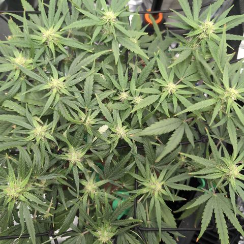 TRIKS by Twenty20 growlog timeline photo