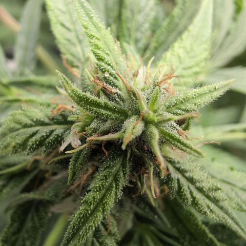 TRIKS by Twenty20 growlog timeline photo