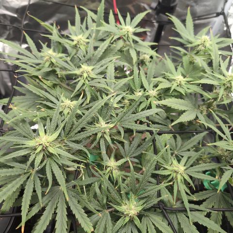 TRIKS by Twenty20 growlog timeline photo